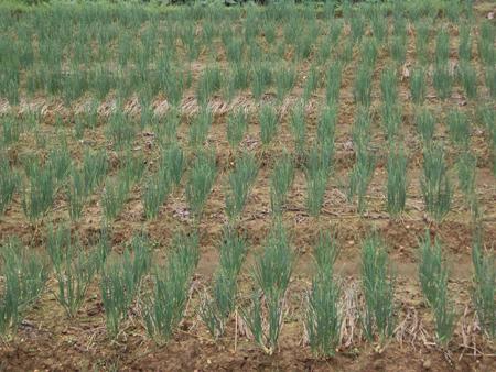 Bệnh nấm sương mai hại hành